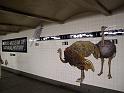 NY (446)